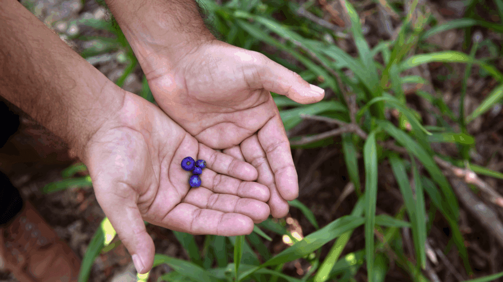 Banaam Cultural Intelligence NORTEC Alliance